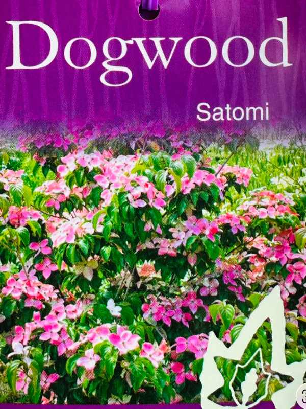 Cornus_kousa_Satomi_05