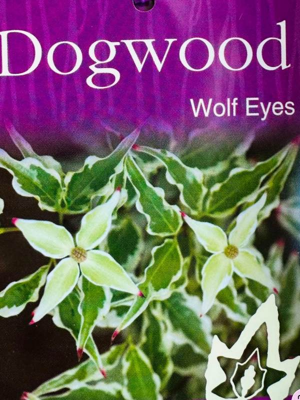 Cornus_kousa_Wolf_Eyes_05