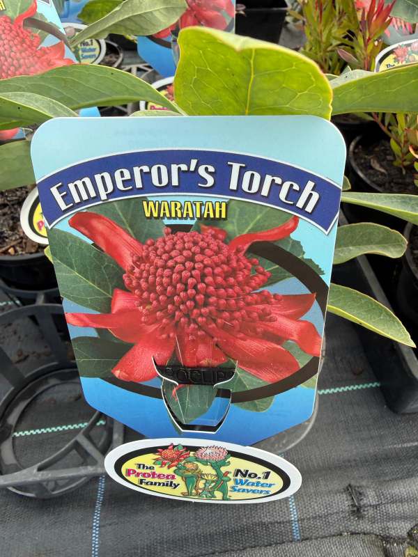 Emperors_Torch_05