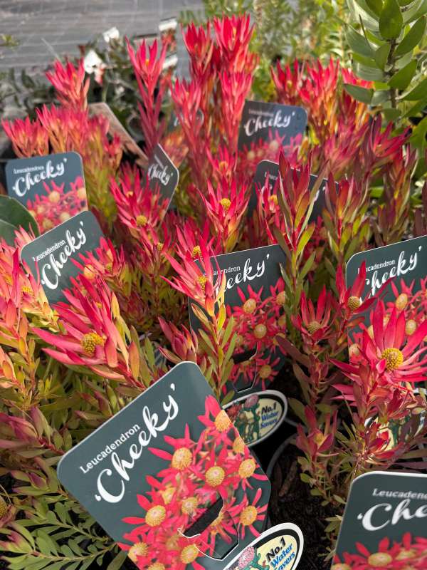 Leucadendron_Cheeky_01