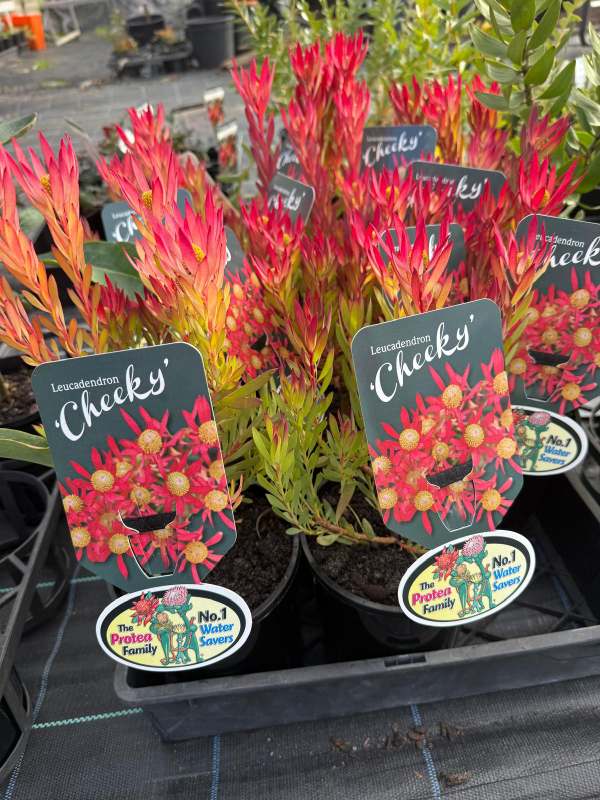 Leucadendron_Cheeky_03
