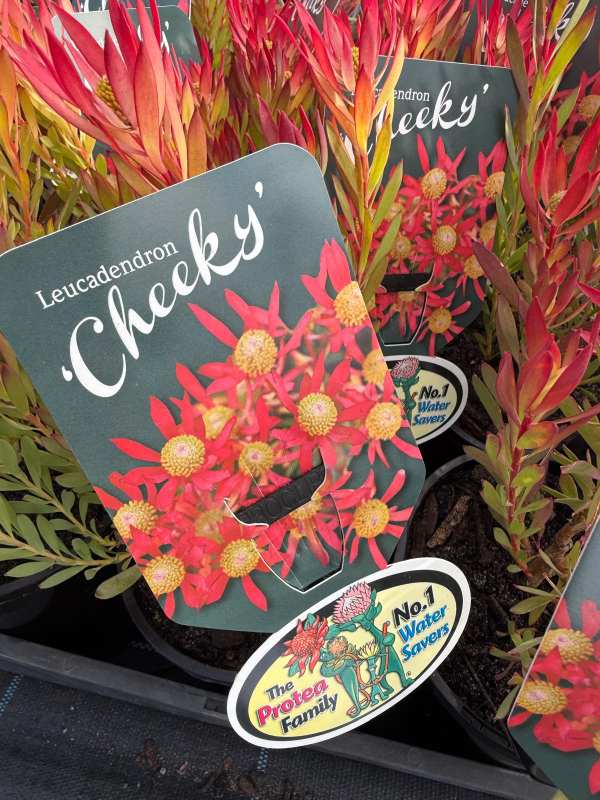 Leucadendron_Cheeky_04