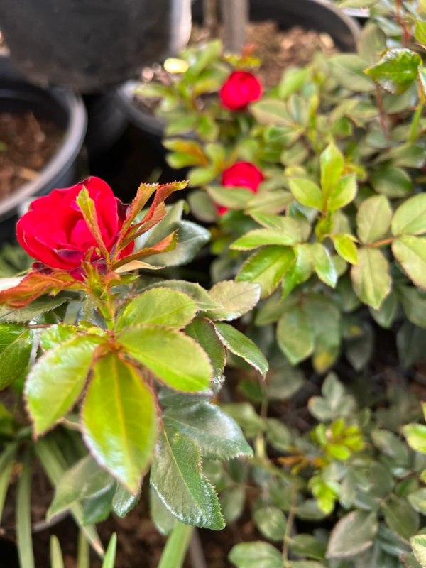 Rose_Zepeti_03