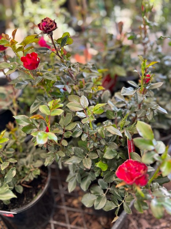Rose_Zepeti_04