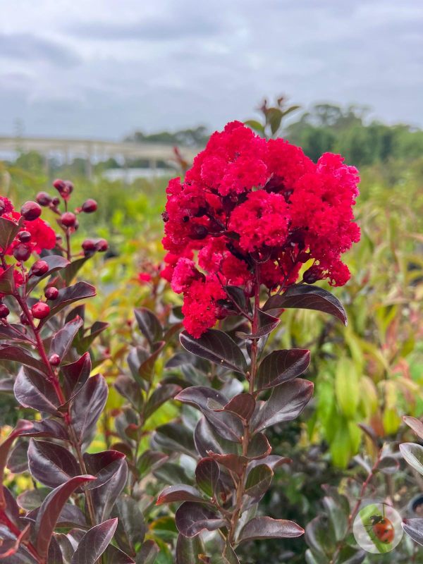 Ruffled_Red_Magic_01