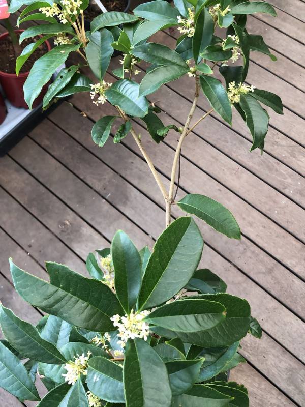 White_Osmanthus_03
