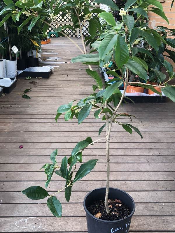White_Osmanthus_04