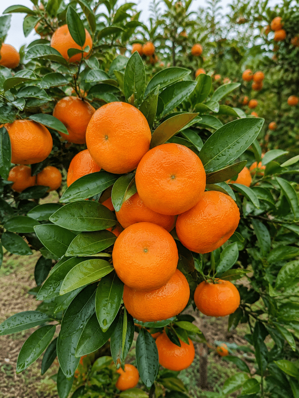 Afourer_mandarin_01