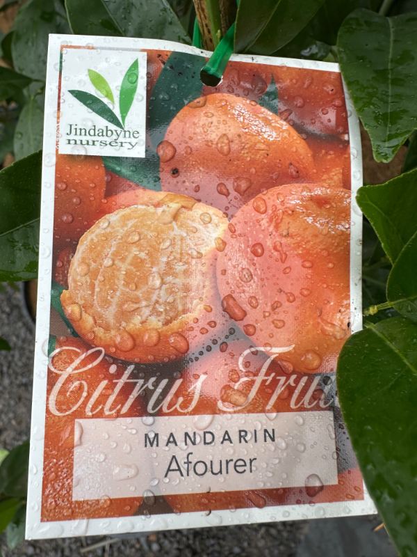 Afourer_mandarin_05