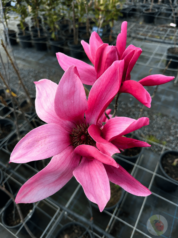 Burgundy_Star_01
