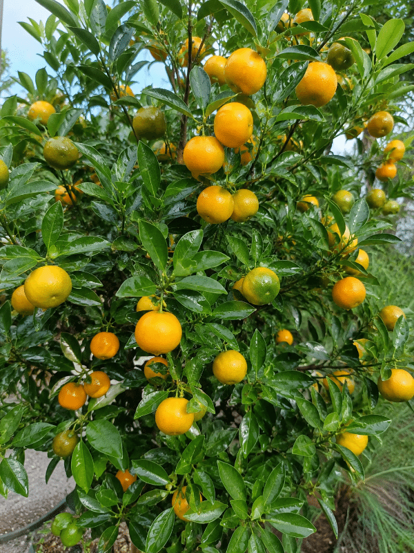 Calamondin_01