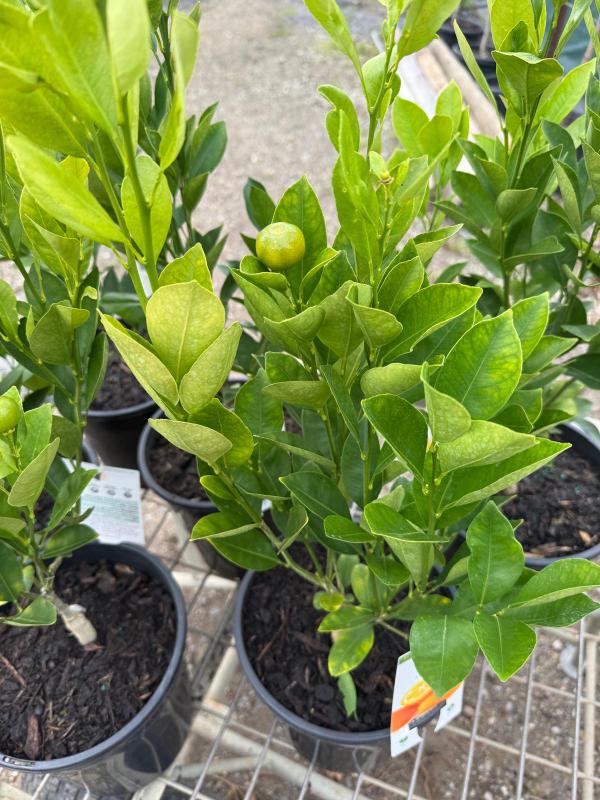 Calamondin_03