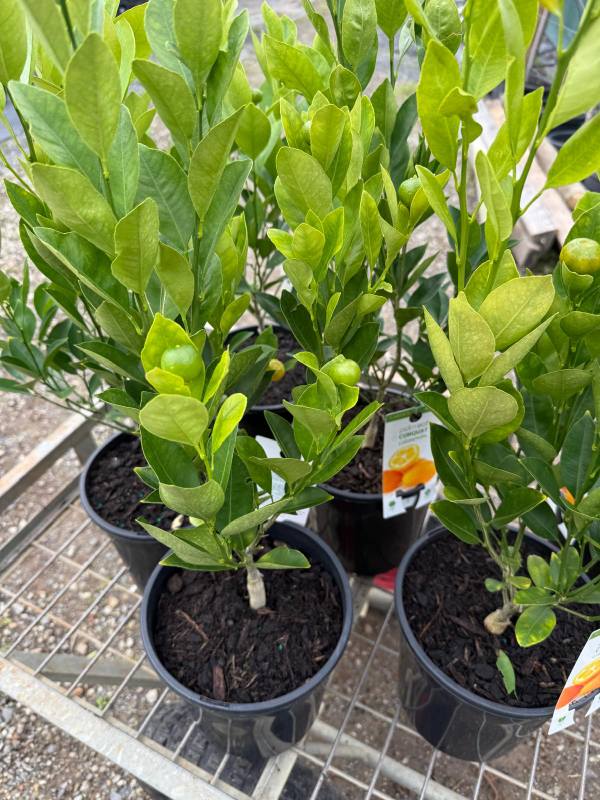 Calamondin_04