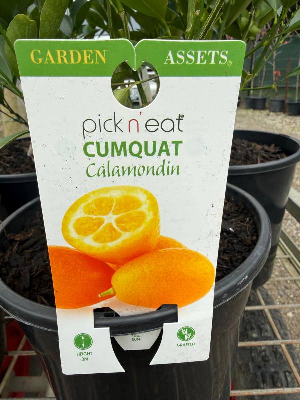Calamondin_05