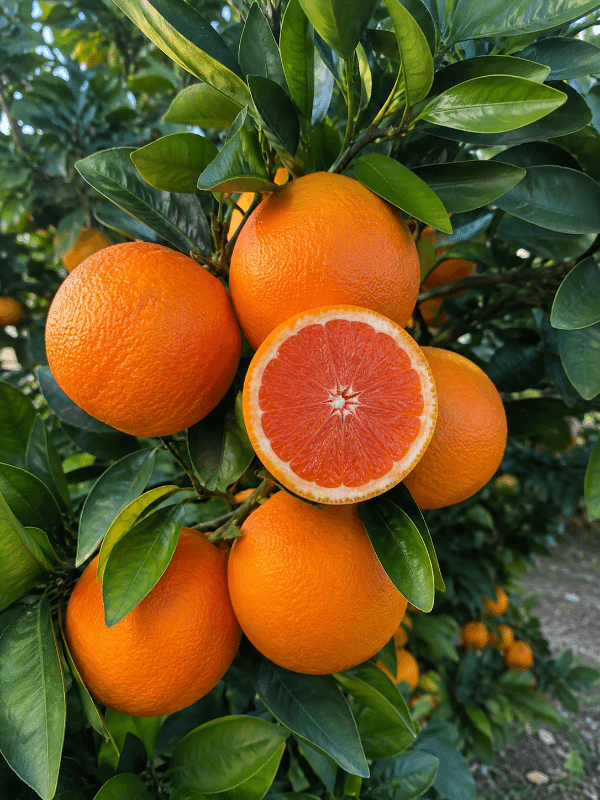 Cara_cara_orange_01