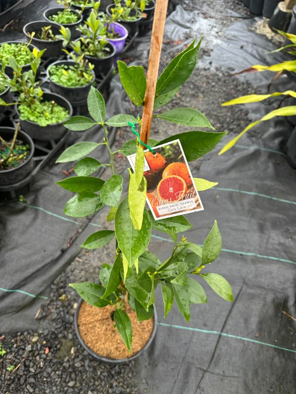 Cara_cara_orange_03