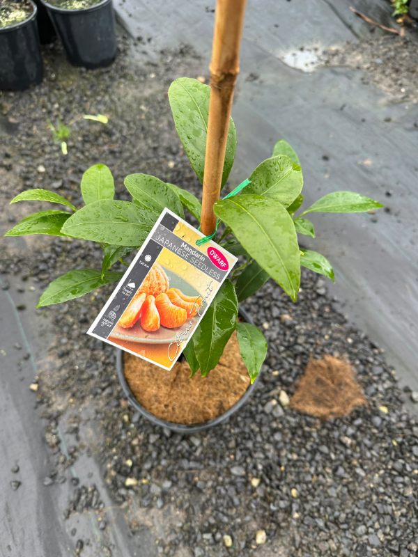 Dwarf_Japanese_seedless_mandarin_03