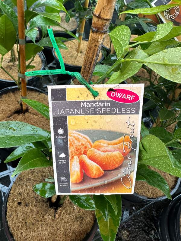 Dwarf_Japanese_seedless_mandarin_04