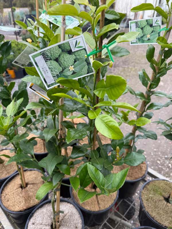 Kaffir_Lime_04