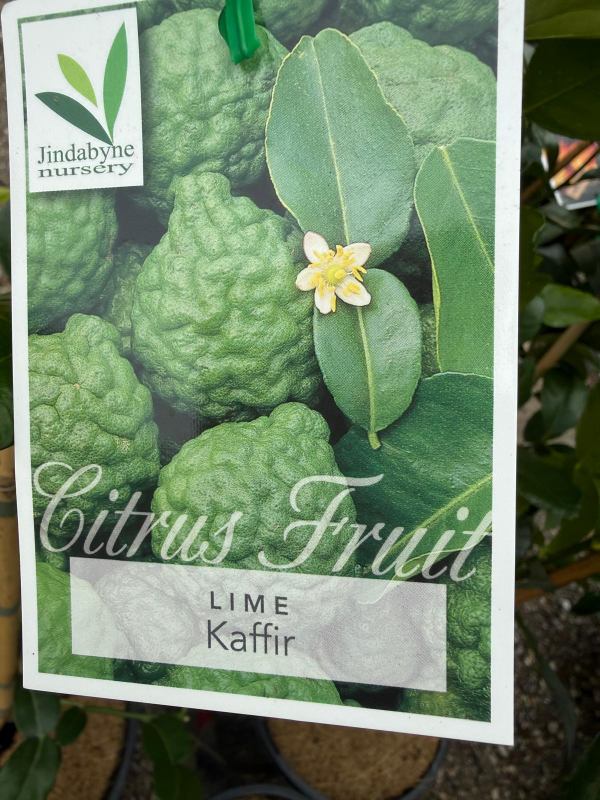 Kaffir_Lime_05