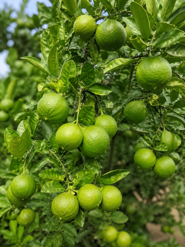 Key_lime_01