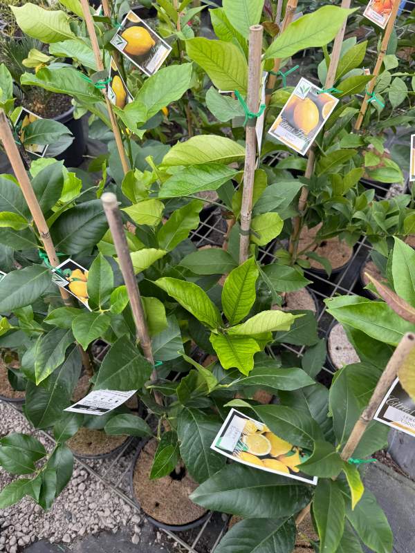 Lisbon_lemon_02