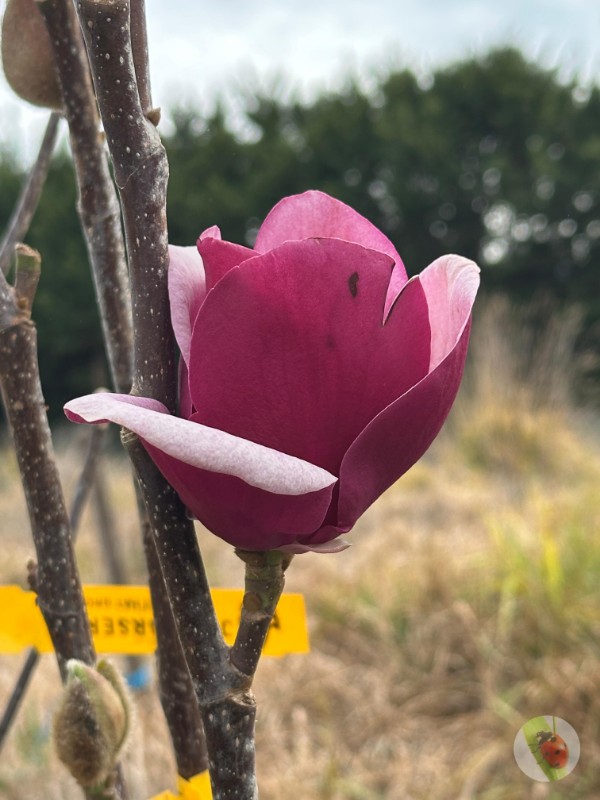 Magnolia_Cameo_01