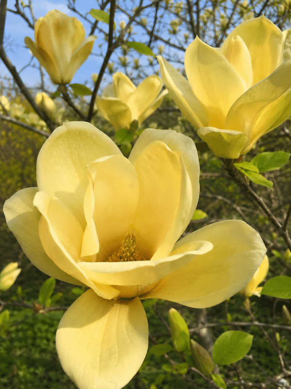 Magnolia_Elizabeth_01