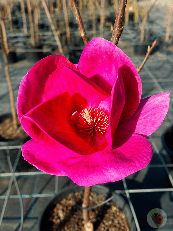 Magnolia_Felix_01