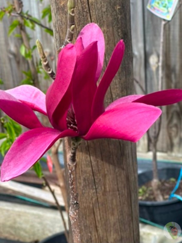 Magnolia_Vulcan_01