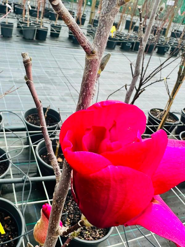 Magnolia_Vulcan_03