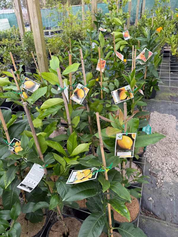 Meyer_lemon_03