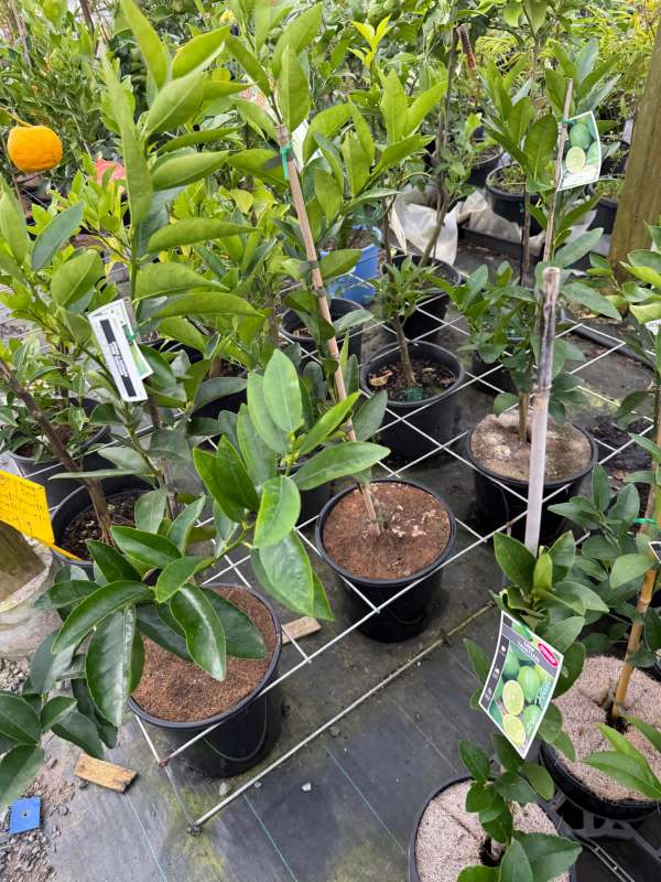 Meyer_lemon_04