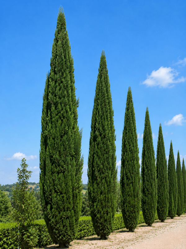 Pencil_Pine_01