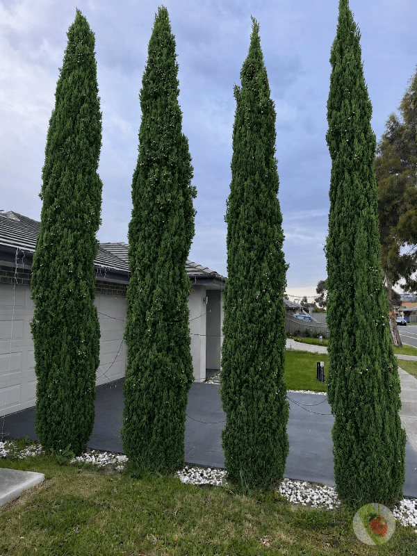 Pencil_pine_01