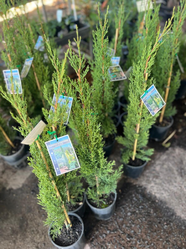 Pencil_pine_03