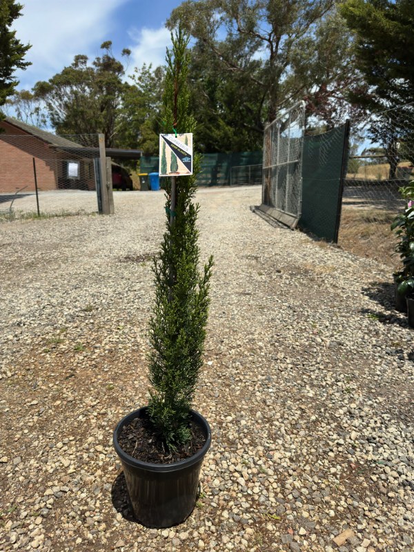 Pencil_pine_04