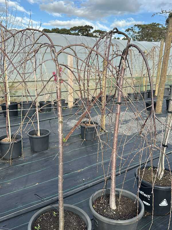 Pendula_Rosea_03
