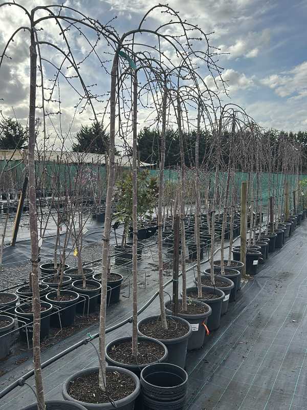 Pendula_Rosea_03_1