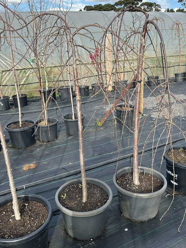 Pendula_Rosea_04