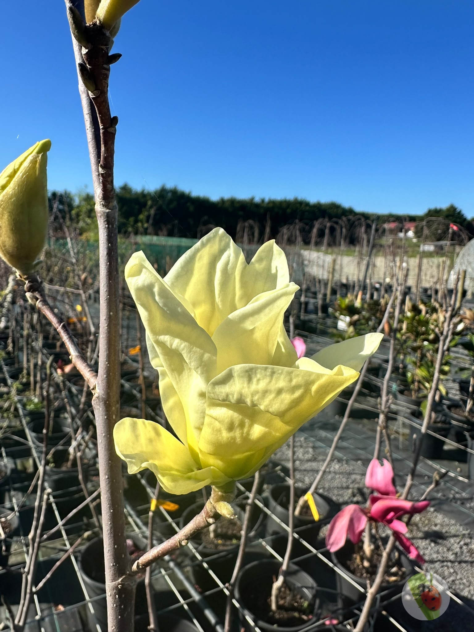 Photo_1789202930129