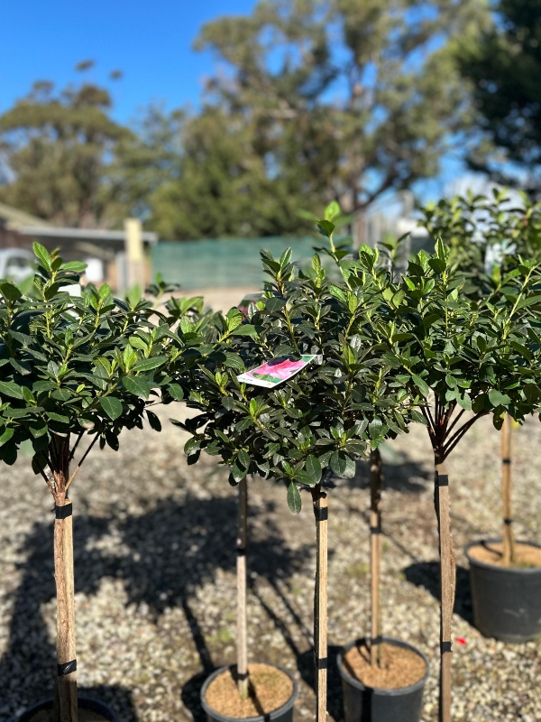 Standard_Azalea_03
