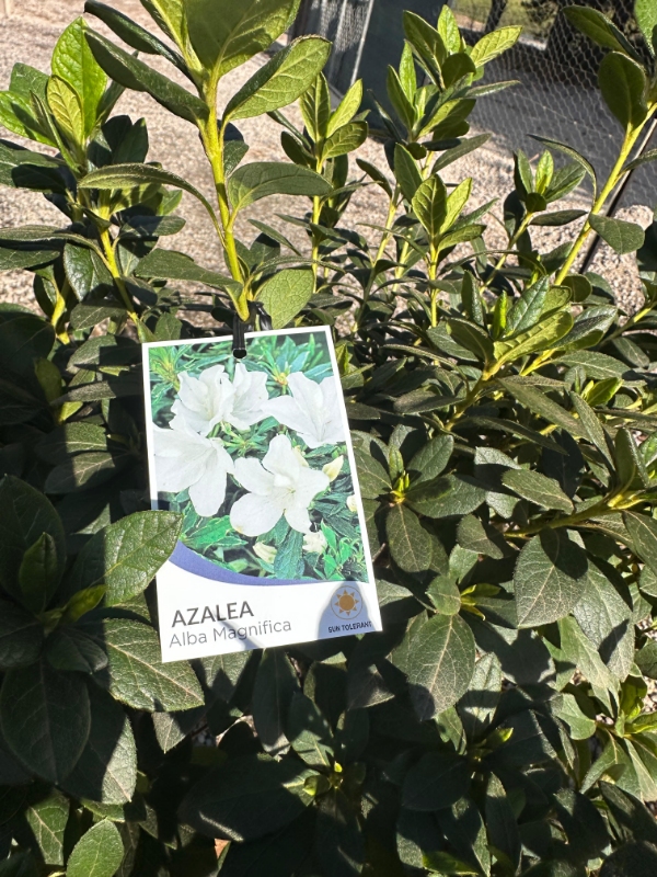 Standard_Azalea_06