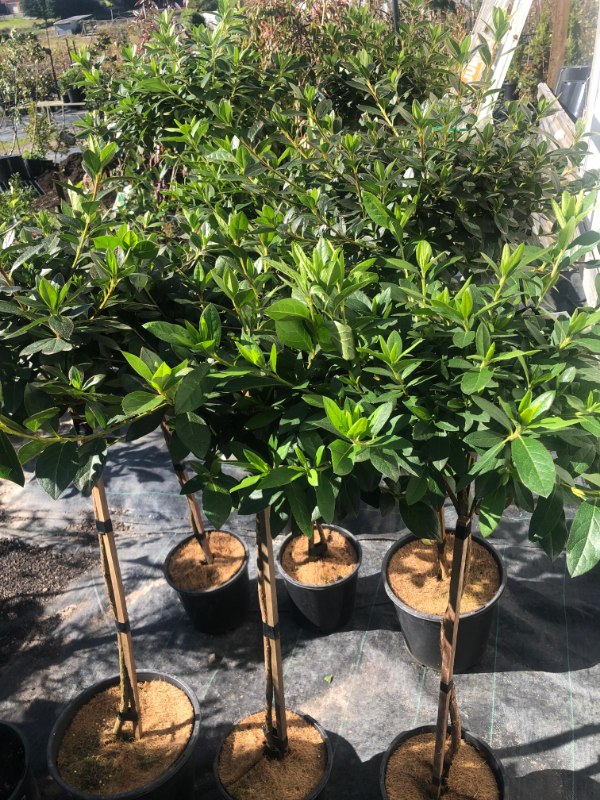Standard_azalea_03