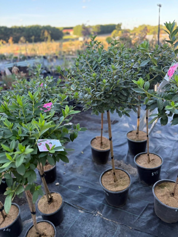 Standard_azalea_04
