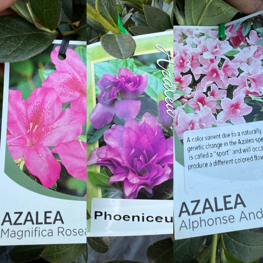 Standard_azalea_05