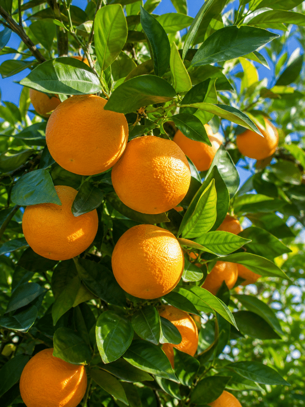 Valencia_orange_01