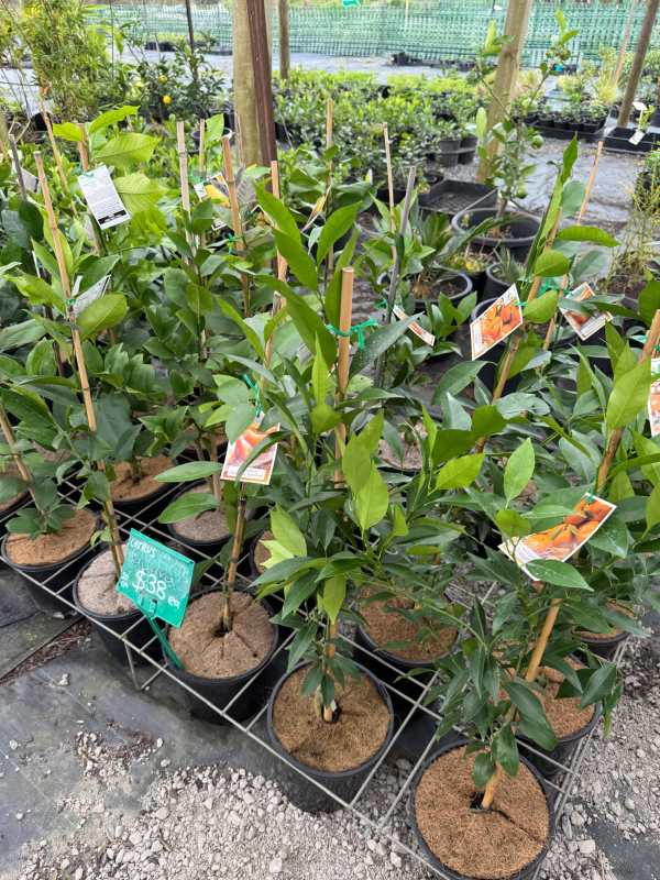 Valencia_orange_04