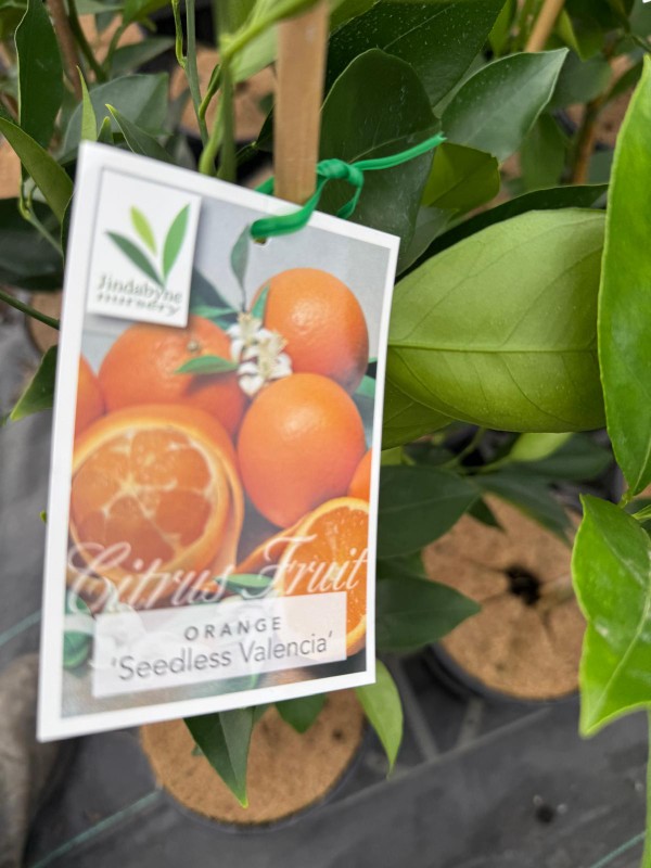 Valencia_orange_05