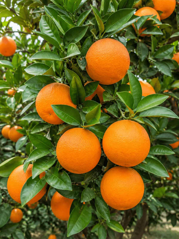 Washington_Navel_Orange_01